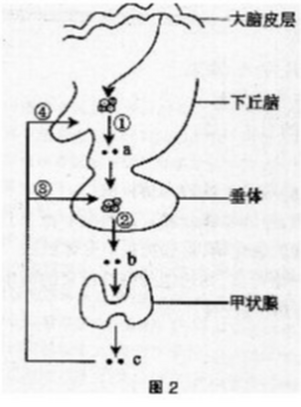 图2是甲状腺激素分泌调控过程示意图,有关叙述正确的是()